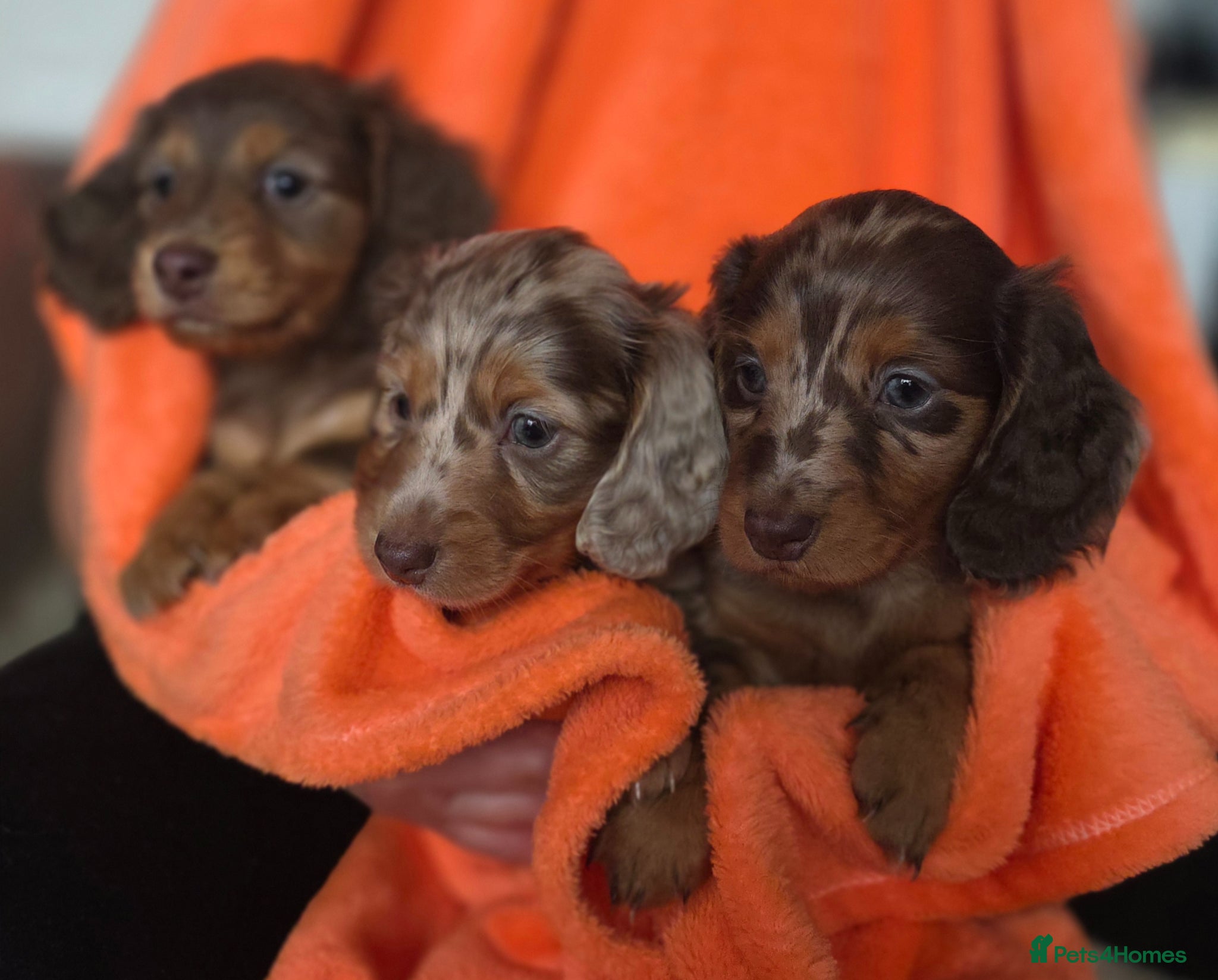 Dachshund dogs Miniature long hair dapple daxie puppy's  - Advert 1