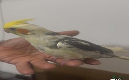Cockatiels birds for sale: 2 Friendly male Cockatiels with Cage  - Image 1