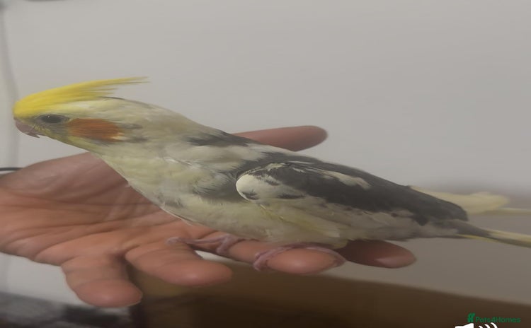Cockatiels birds - Advert 11