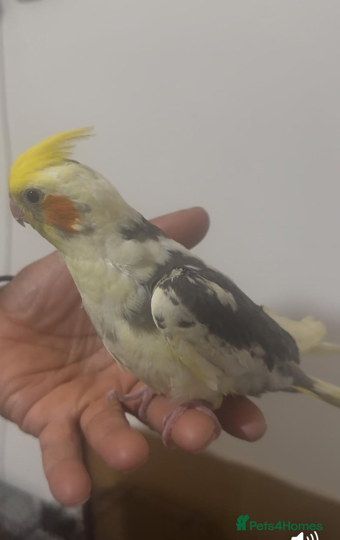 Cockatiels birds for sale: 2 Friendly male Cockatiels with Cage  - Image 1