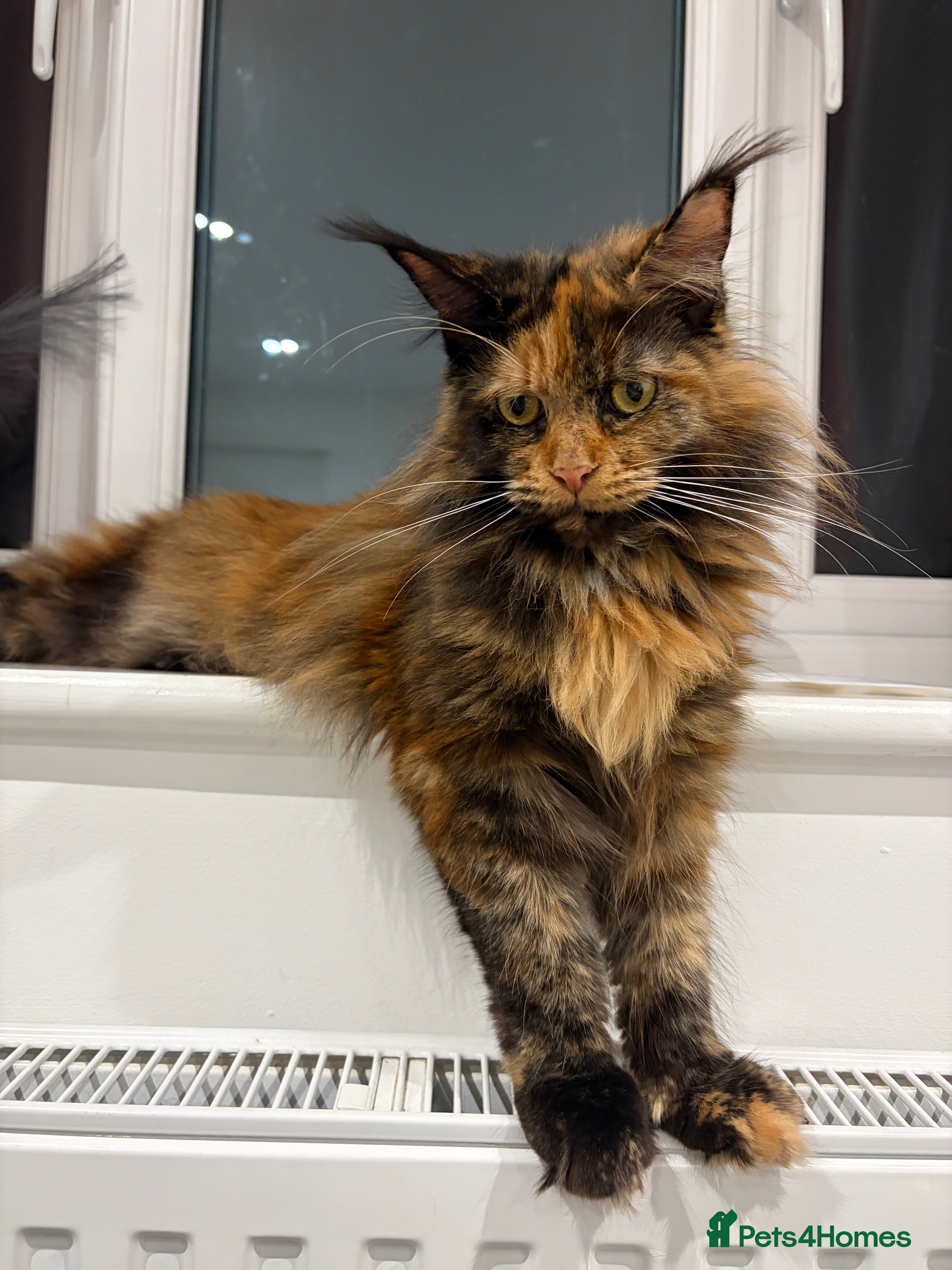 Maine Coon cats Mainecoon kittens - due 21st January - Advert 1