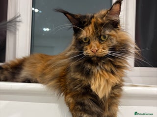 Maine Coon cats Mainecoon kittens - due 21st January - Advert 1