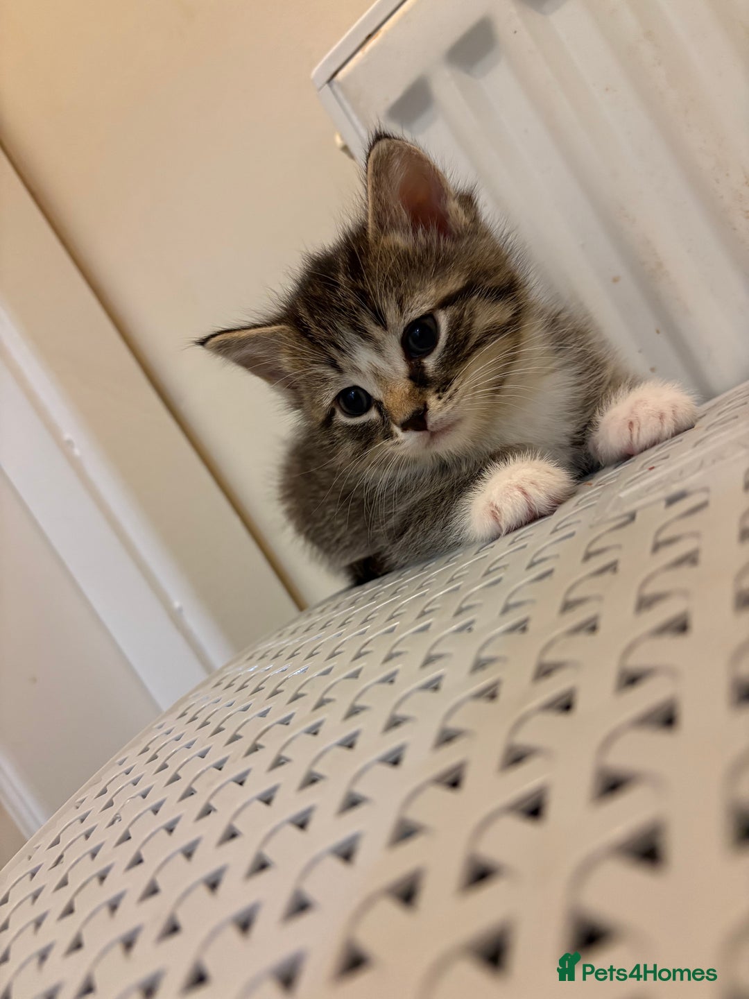 Mixed Breed cats for sale: Ragdoll cross kittens  - Advert 5