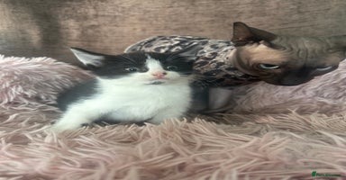 Mixed Breed cats - Advert 6