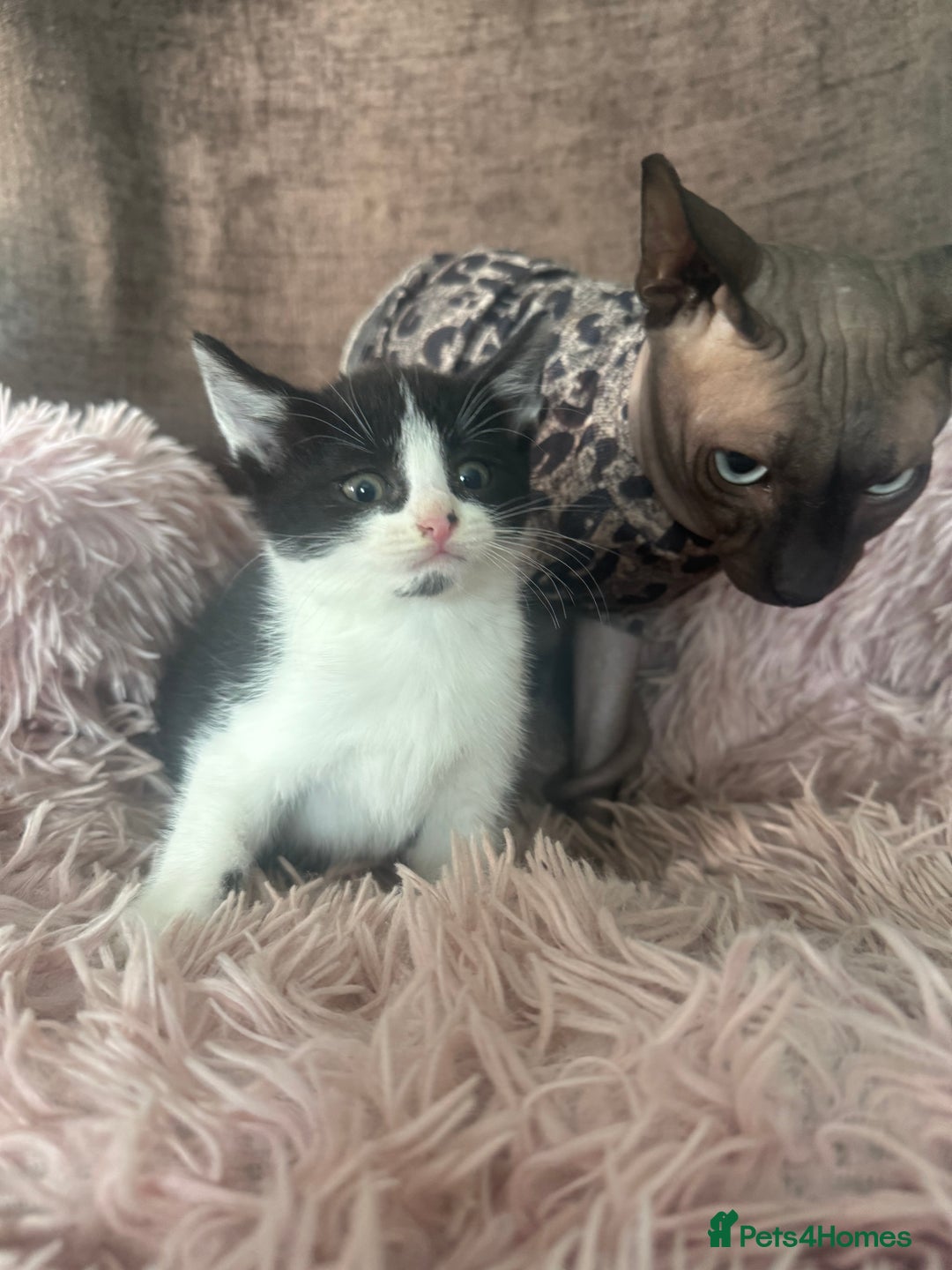 Mixed Breed cats for sale: Gorgeous long hair kitten 🧡🖤 - Advert 2