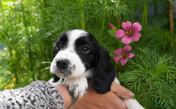 Cocker Spaniel dogs - Advert 16