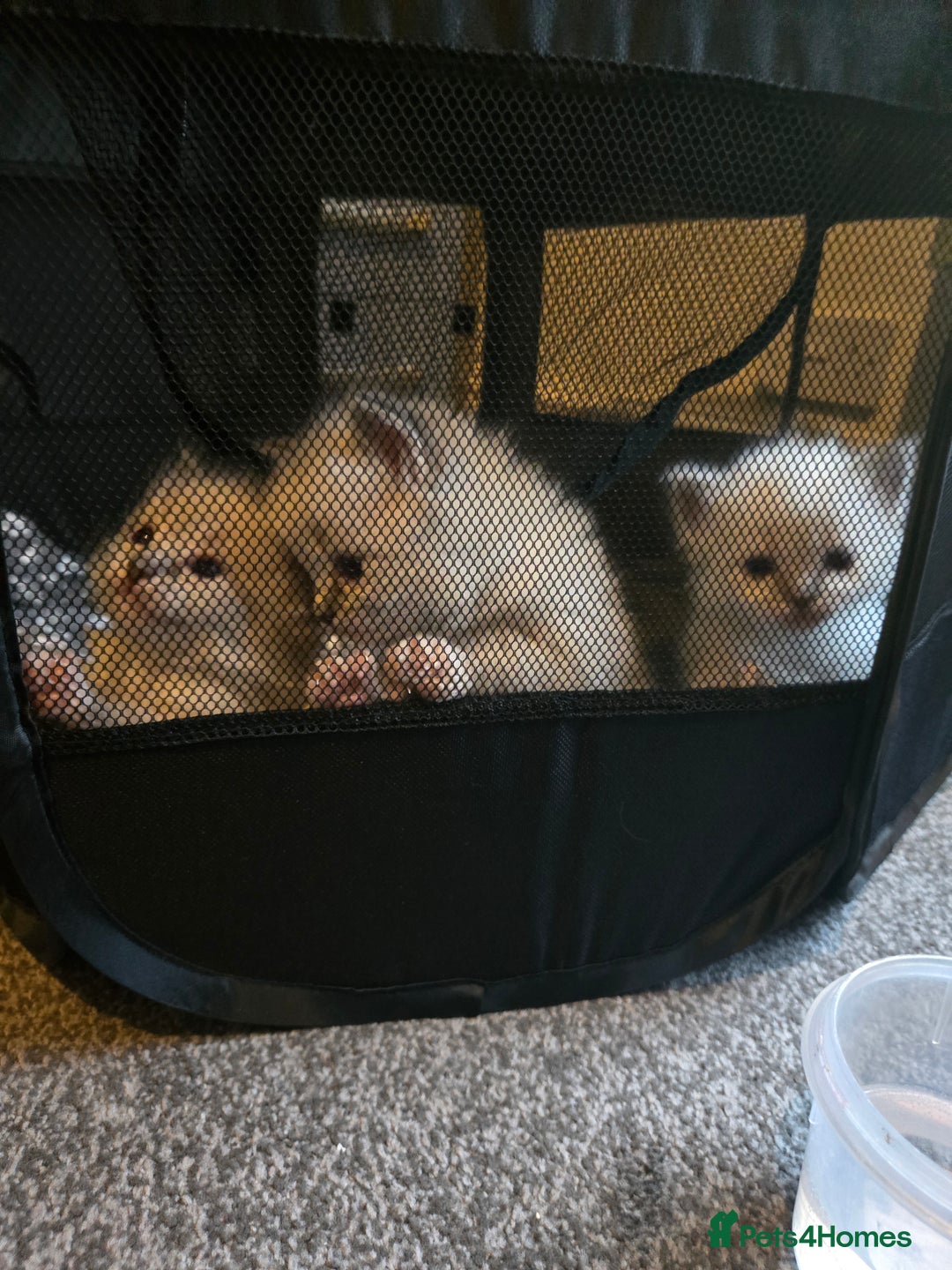 Ragdoll cats for sale: Beautiful purebred mitted ragdoll kittens - Image 17
