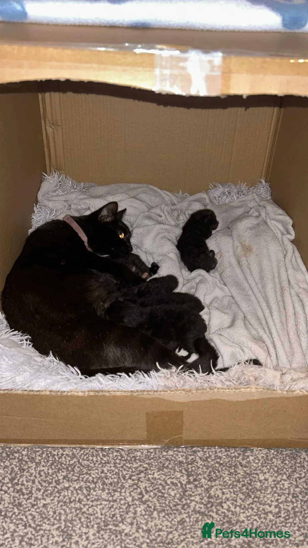 Mixed Breed cats for sale: Half rag dolls in Hull - Advert 2