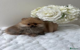 Pomeranian dogs for sale: Purebred tiny Pomeranian puppies available - Image 8