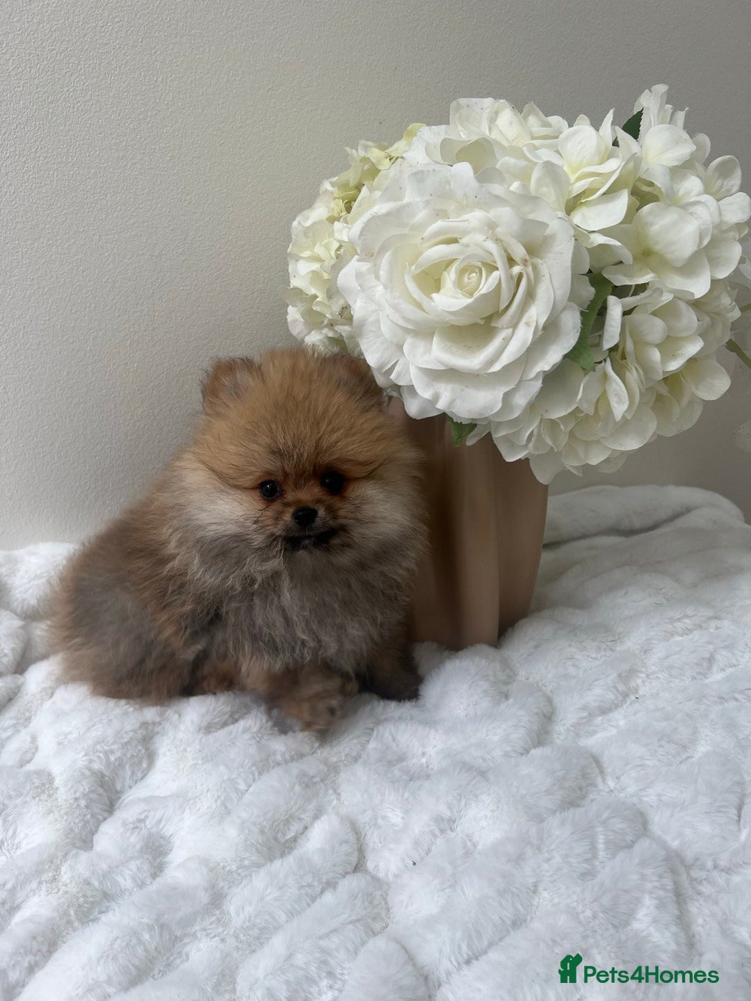 Pomeranian dogs for sale: Purebred tiny Pomeranian puppies available - Image 8