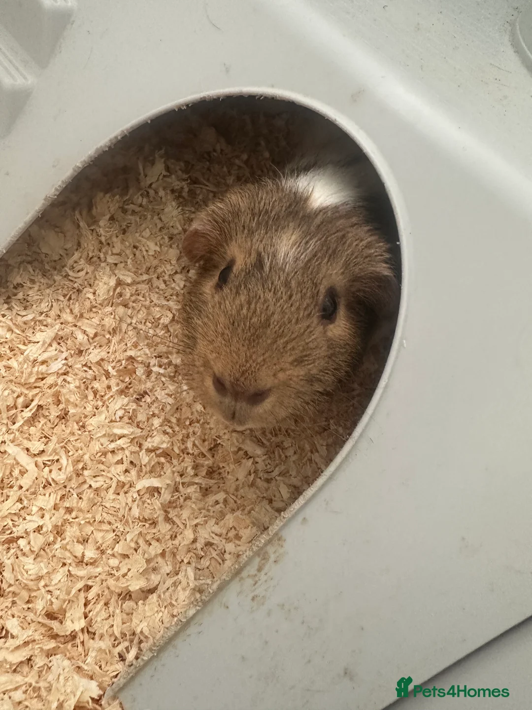 Guinea Pig rodents for sale: Guinea pig  - Advert 1