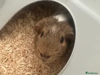 Guinea Pig rodents Guinea pig - Advert 2