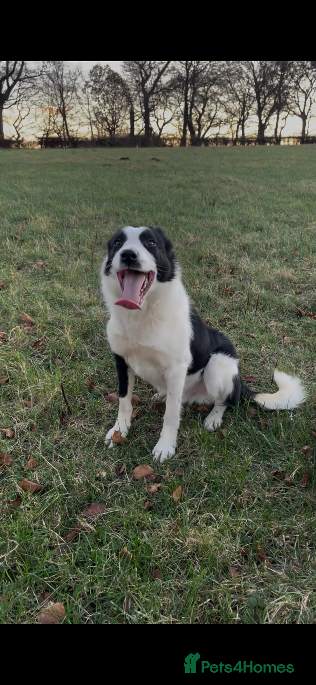 Border Collie dogs for sale: ISDS Registered Border Collie Male - Advert 1