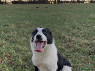 Border Collie dogs ISDS Registered Border Collie Male - Advert 13