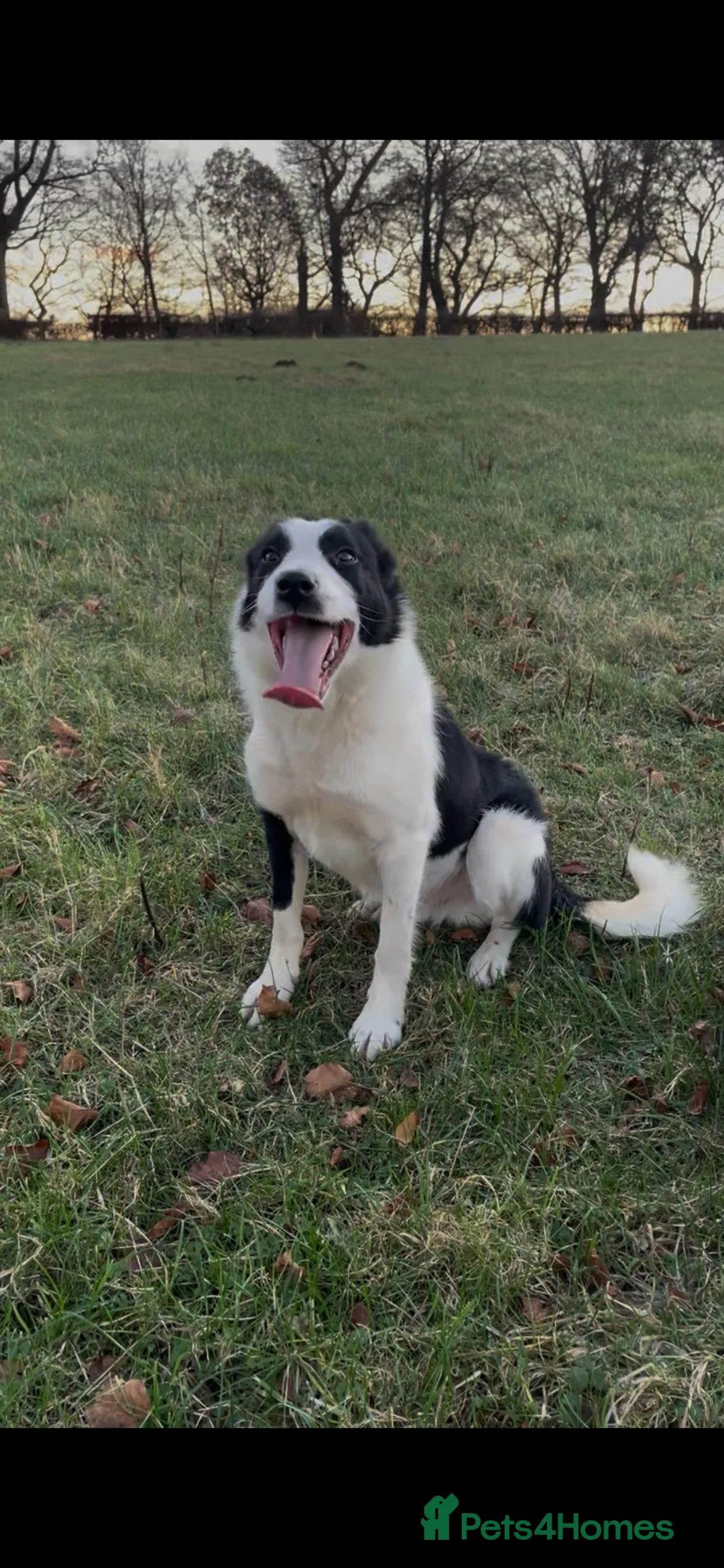 Border Collie dogs for sale: ISDS Registered Border Collie Male - Advert 1