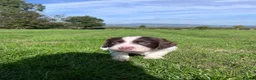 Sprocker dogs for sale: Sprocker Puppies - 4th generation.  - Advert 15