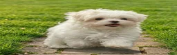 Maltese dogs for sale: Maltipoos ready now  - Advert 18