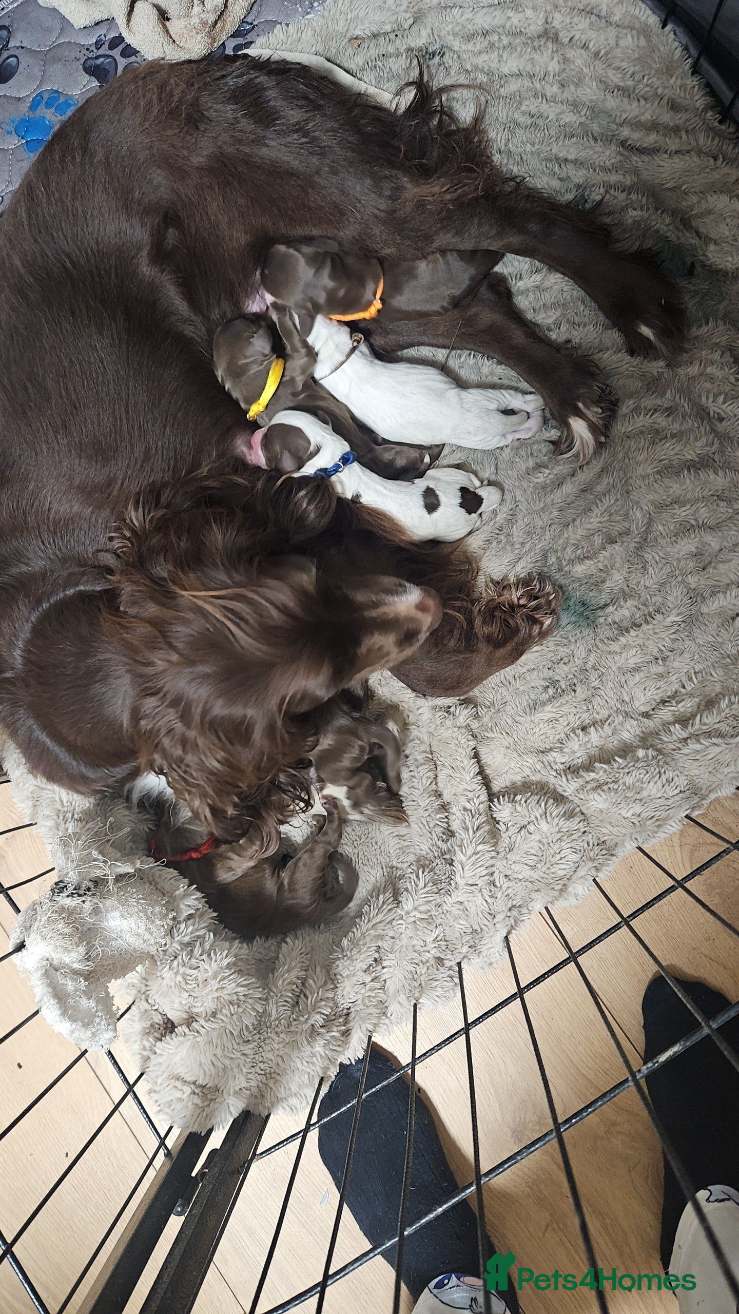 Cocker Spaniel dogs Cocker spaniel pups  - Advert 1