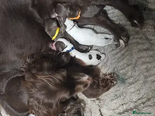 Cocker Spaniel dogs Cocker spaniel pups - Advert 1