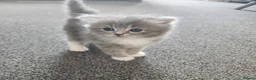 Persian cats for sale: Persian× British short hair(Perdolls) - Advert 23