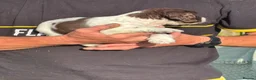 English Springer Spaniel dogs for sale: English Springer Spaniel puppies for sale. - Advert 20