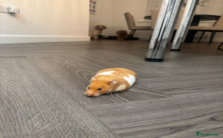 Hamster rodents - Advert 10