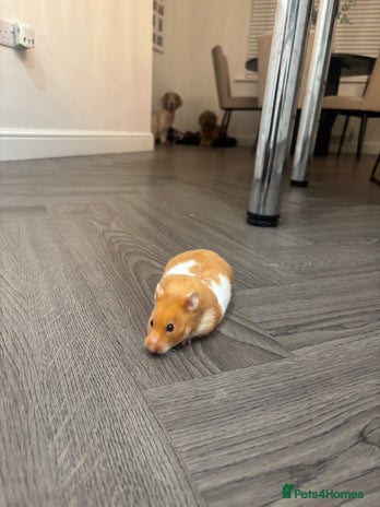 Hamster rodents - Advert 4