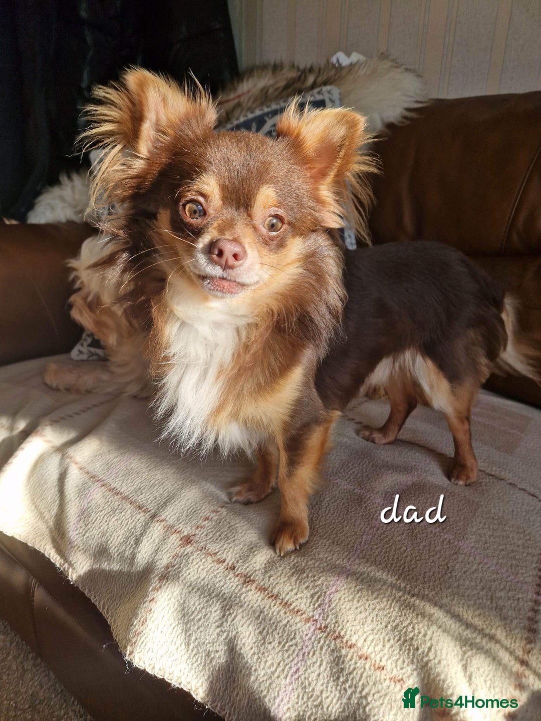 Chihuahua dogs for sale: Long coat chihuahua puppies - Advert 13