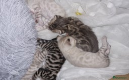 Bengal cats for sale: 🤩RARE BLUE BENGAL🤩SNOW LYNX🤩 BROWN🤩 - Image 13