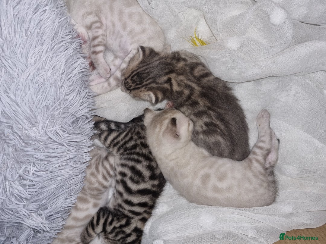 Bengal cats for sale: 🤩RARE BLUE BENGAL🤩SNOW LYNX🤩 BROWN🤩 - Image 13