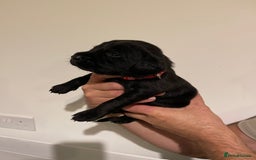 Labrador Retriever dogs for sale: 9 KC Black Lab Pups  - Image 12