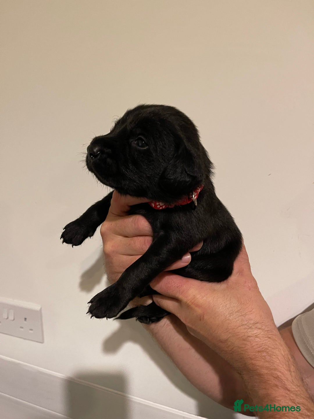 Labrador Retriever dogs for sale: 9 KC Black Lab Pups  - Image 12
