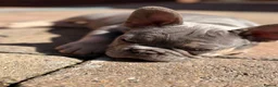 French Bulldog dogs for sale: Beautiful French Bulldog Puppies  - Advert 8