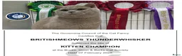 British Shorthair cats for stud: Exclusive Russian Bloodlines British SH Lilac Stud - Advert 9