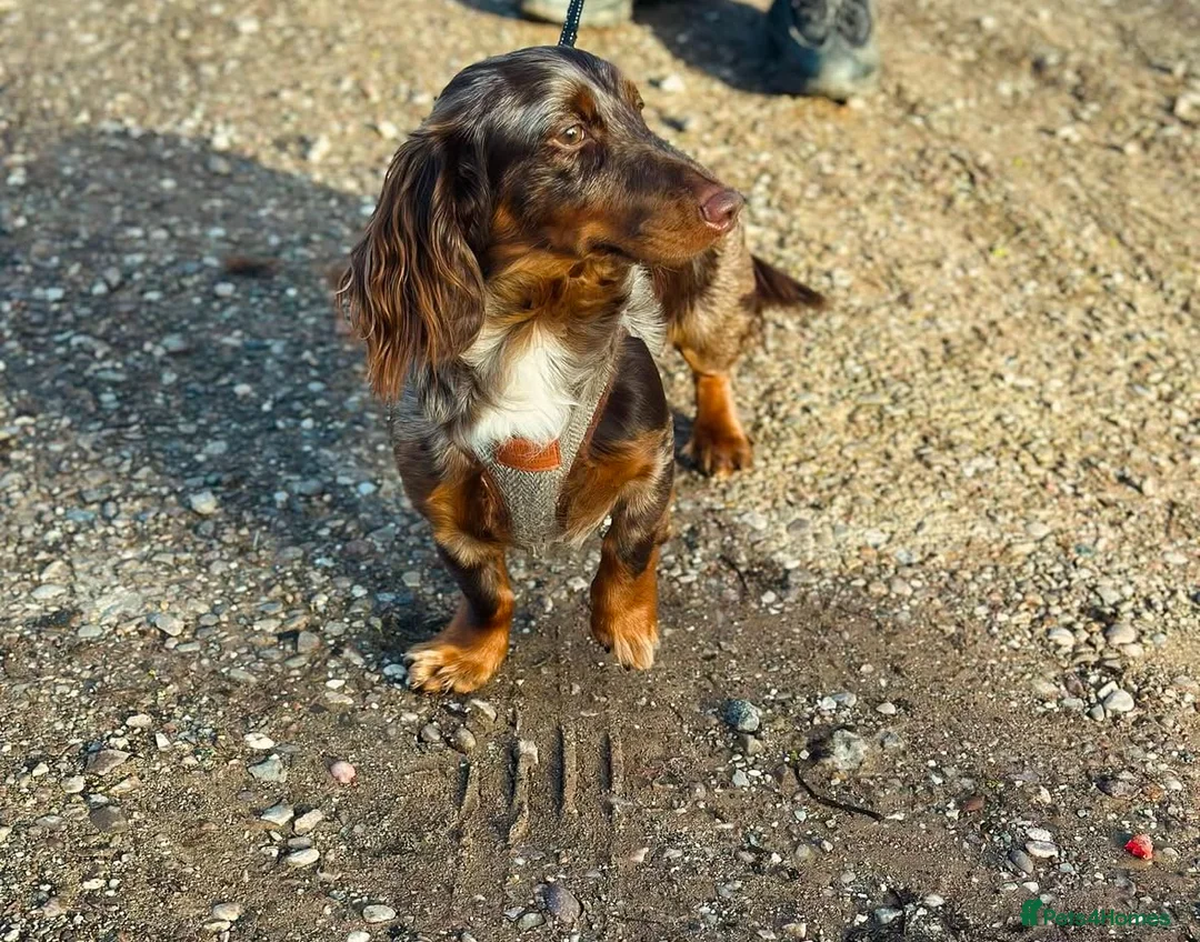 Miniature Dachshund dogs for stud: KC health tested chocolate dapple STUD in Tamworth - Advert 2