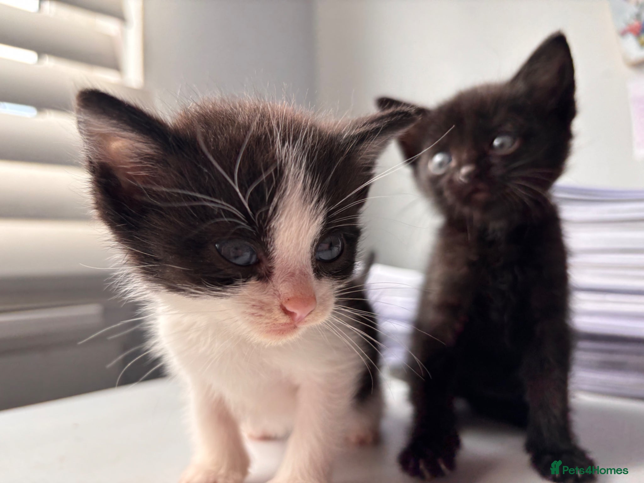 Mixed Breed cats     Healthy 7 Week Old Kittens (Ready Soon) - Advert 1