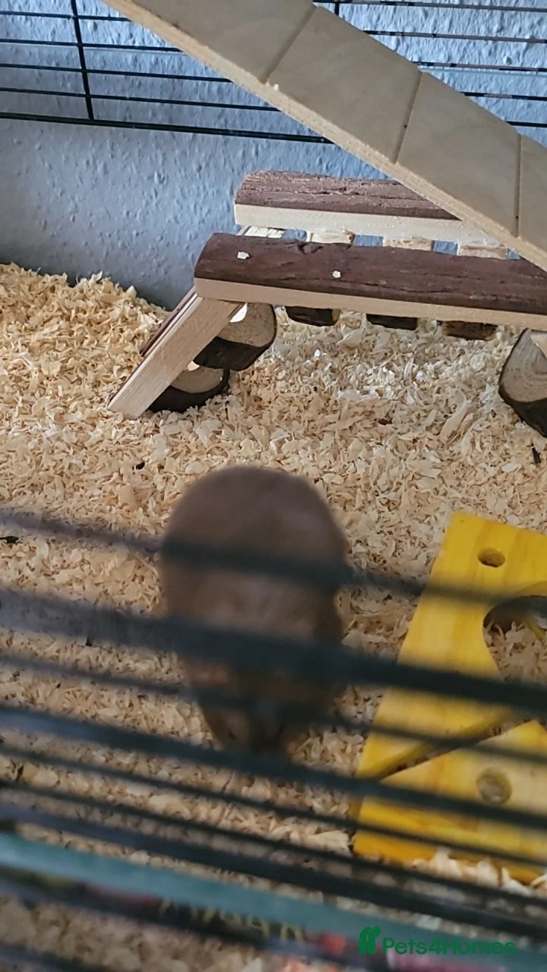 Hamster rodents for sale: Hamster for sale  - Advert 2