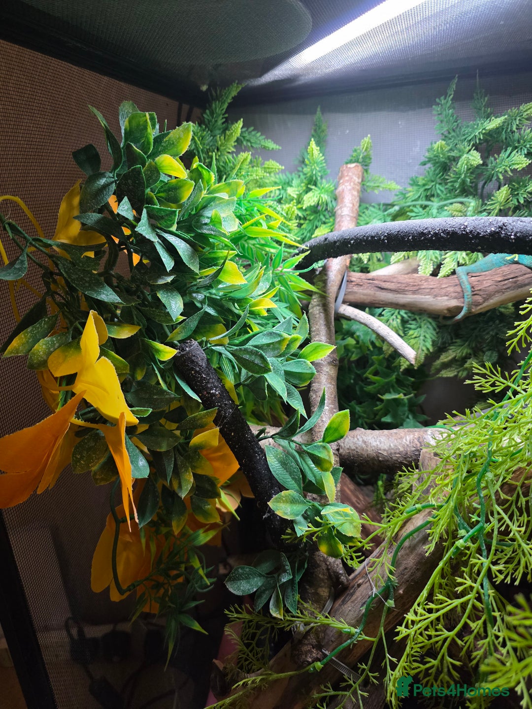 Chameleon reptiles for sale: Nosy B Chameleon  - Advert 14