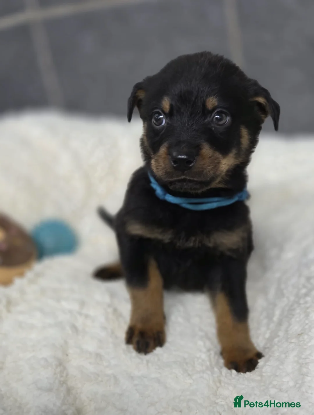 Rottweiler dogs for sale: Stunning Rottweiler pups - Advert 25