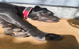 Mixed Breed dogs for sale: 6 Month Old Female Rehoming - Image 13