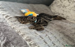 American Shorthair cats for sale: Tabby Kitten  - Image 35