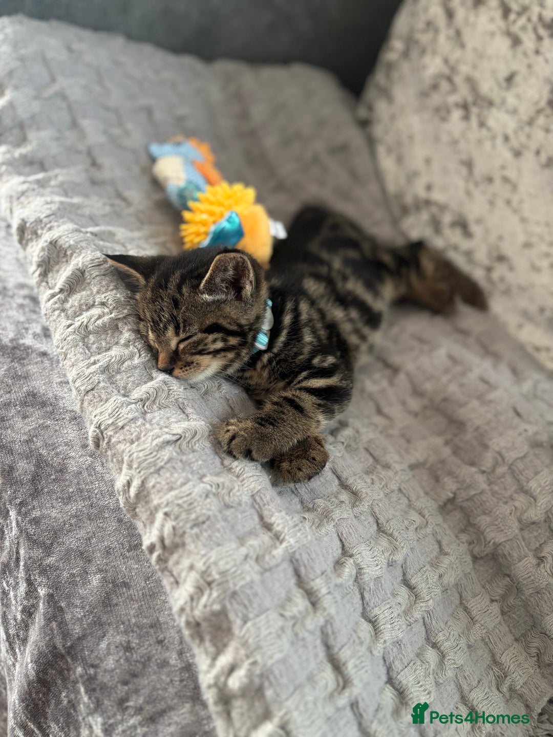 American Shorthair cats for sale: Tabby Kitten  - Image 35