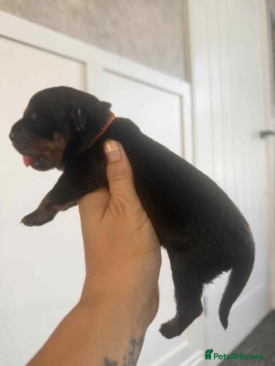 Rottweiler dogs for sale: Rottweiler Puppies - Image 18