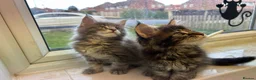 Maine Coon cats for sale: Maine coon boys - Advert 1