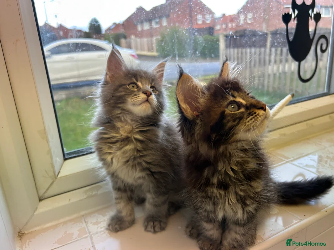 Maine Coon cats for sale: Maine coon boys - Advert 1