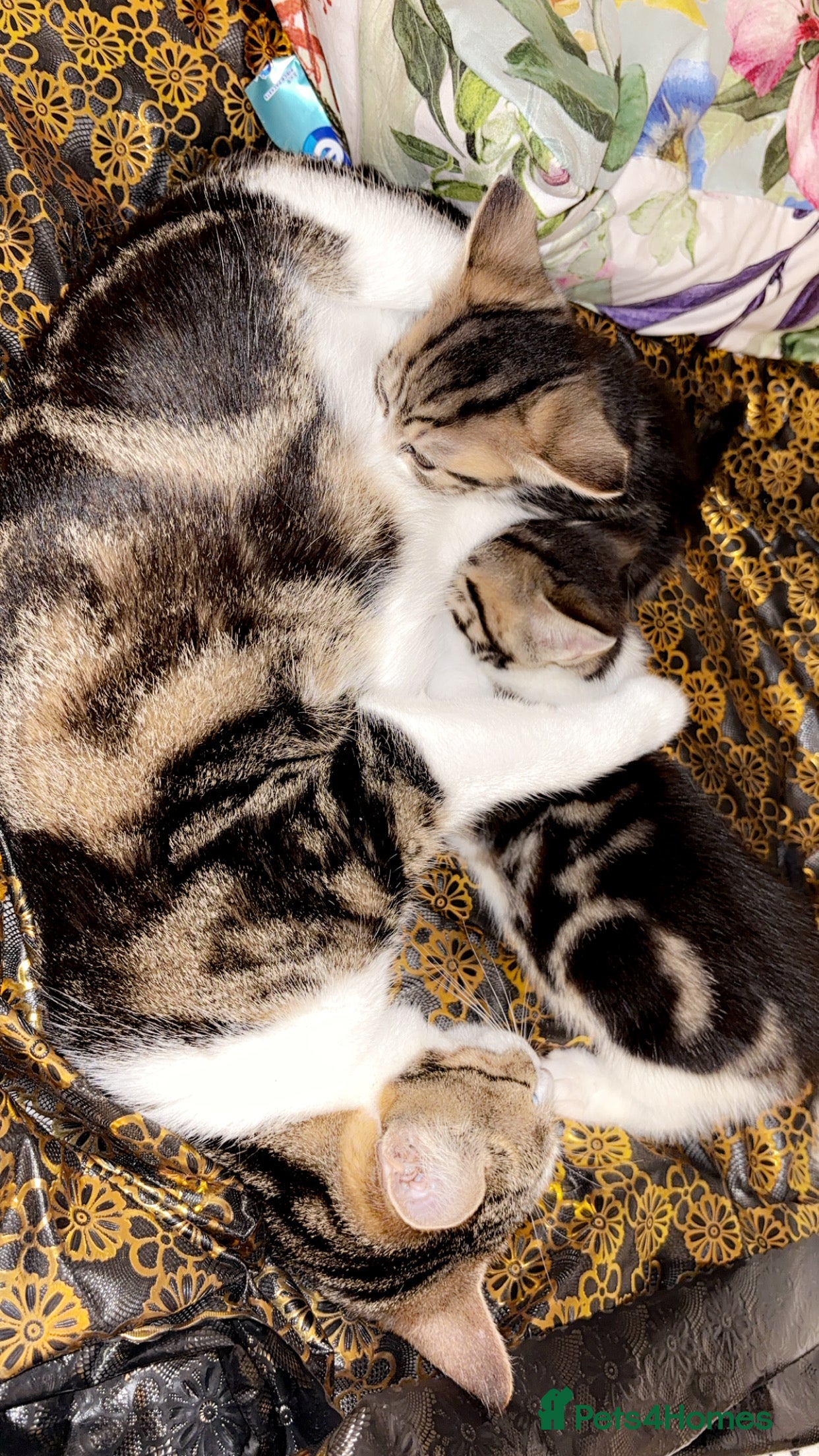 Mixed Breed cats 2 kittens 6 weeks old I female one male  - Advert 15