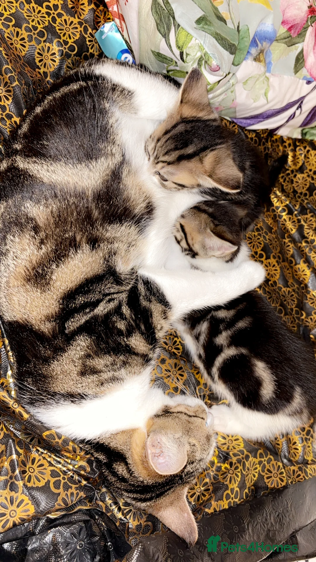 Mixed Breed cats for sale: 2 kittens 6 weeks old I female one male  - Advert 1