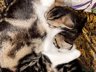 Mixed Breed cats 2 kittens 6 weeks old I female one male - Advert 3