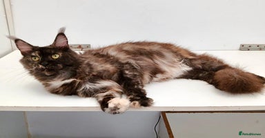 Maine Coon cats - Advert 6