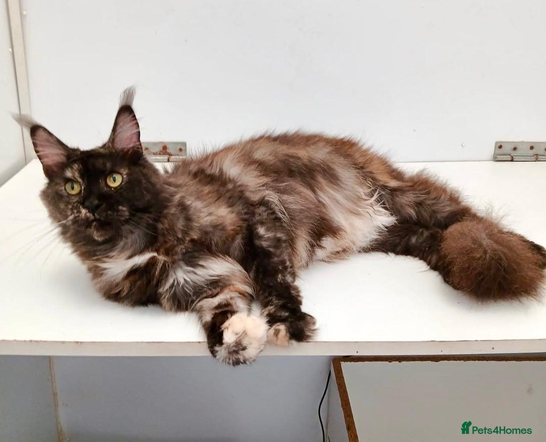 Maine Coon cats for sale: Adult female Maine coon tortie cat, TICA reg - Image 2